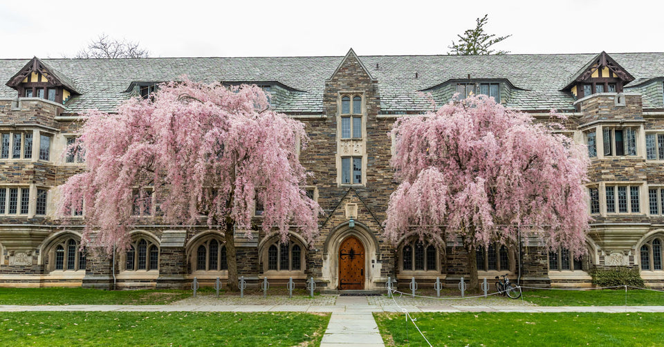 Harvard y Princeton aumentan apoyos financieros a sus alumnos